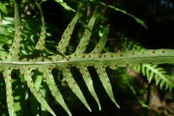 Lecanopteris scandens. Abaxial surface of fertile frond showing round or ovate exindusiate sori.
 Image: L.R. Perrie © Leon Perrie CC BY-NC 3.0 NZ